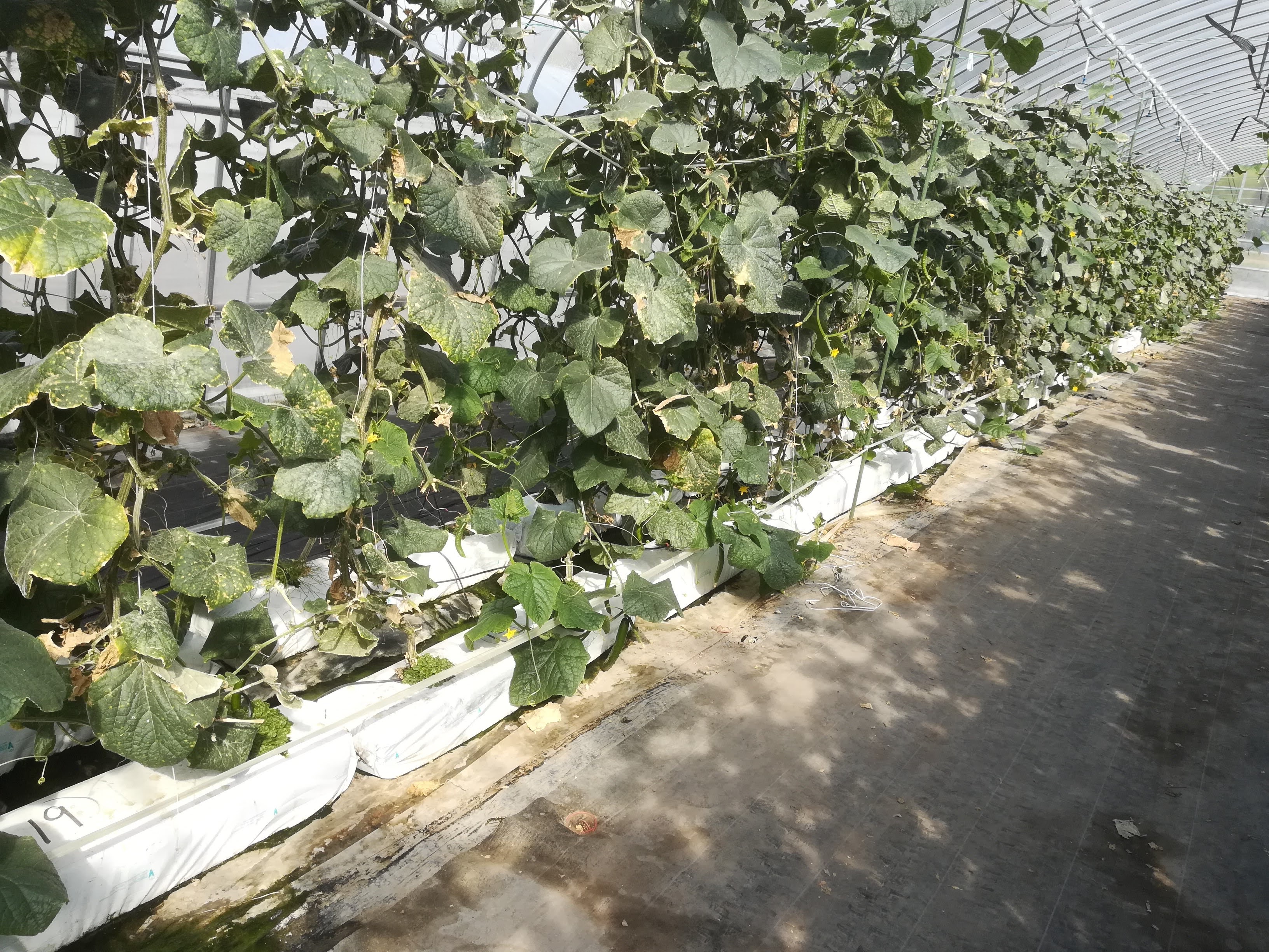 ビニールハウス